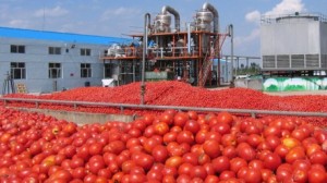 اتحاد الفلاحة يُقاطع زراعة الطماطم خلال الموسم القادم