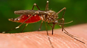 الجزائر: داء "الملاريا" يقتل 3 أشخاص رغم القضاء عليه منذ 50 سنة 