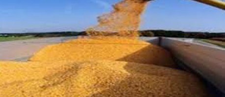 مصر تبدي استعدادا لاستيراد القمح الفرنسي بشروط