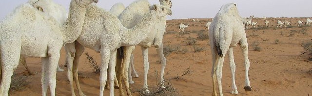 مدينة العلوم تنظم محاضرة في الإعجاز العلمي حول الإبل 