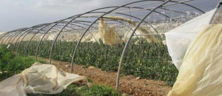 وزارة الفلاحة تكشف حجم الاضرار في عدد من الولايات جراء الرياح