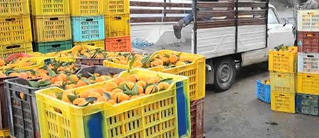تفاديا لاتلافها: اتّحاد الفلاحة يدعو للتوجه نحو الصناعات التحويلية للقوارص