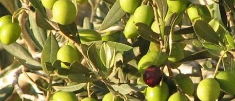ببكتيريا "اكزيللا فاستيديوزا"