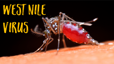 فيروس حمى غرب النيل: أعراضه وأسبابه وتشخصيه والوقاية منه 