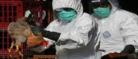 الصين تُسجّل أول إصابة بشرية بسلالة «إتش 10 إن 3» من إنفلونزا الطيور