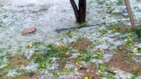 القصرين : أمطار غزيرة مرفوقة بحجر البرد تخلف بعض الأضرار الفلاحية بمدينة جدليان