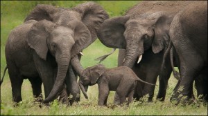 الزيمبابوي: صيادون يقتلون 41 فيلا باستخدام السم  