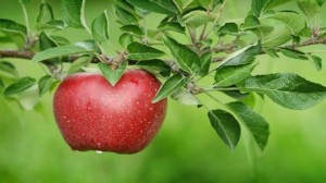 تفاحة واحدة يوميا تمنحُكِ الصحة والجمال 