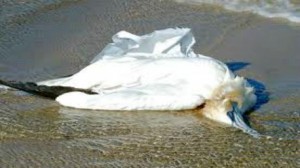 رمي أكياس البلاستيك في البحر يقتل الحياة البحرية