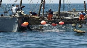 مراكب الصيد التونسية 