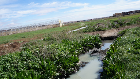مساحات زراعية مروية بمياه الصرف الصحي 