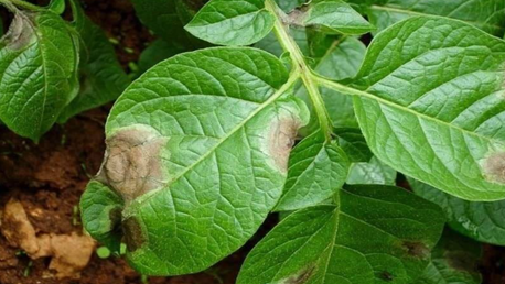 مرض "الميلديو" بحقول البطاطا