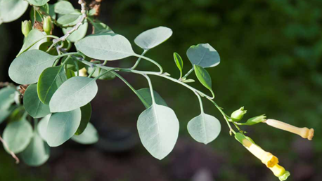 نبتة Nicotiana glauca